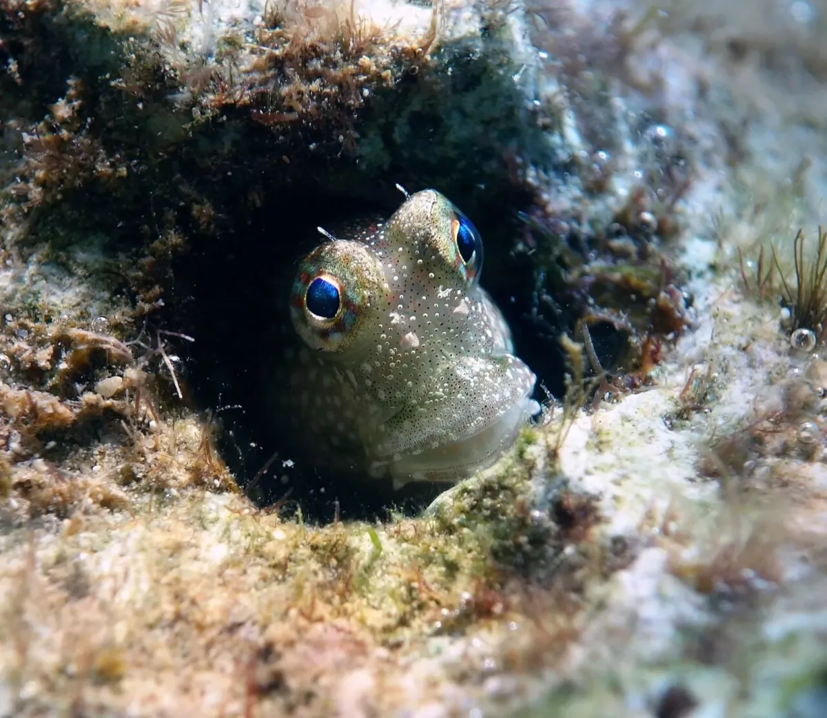 One spot blenny