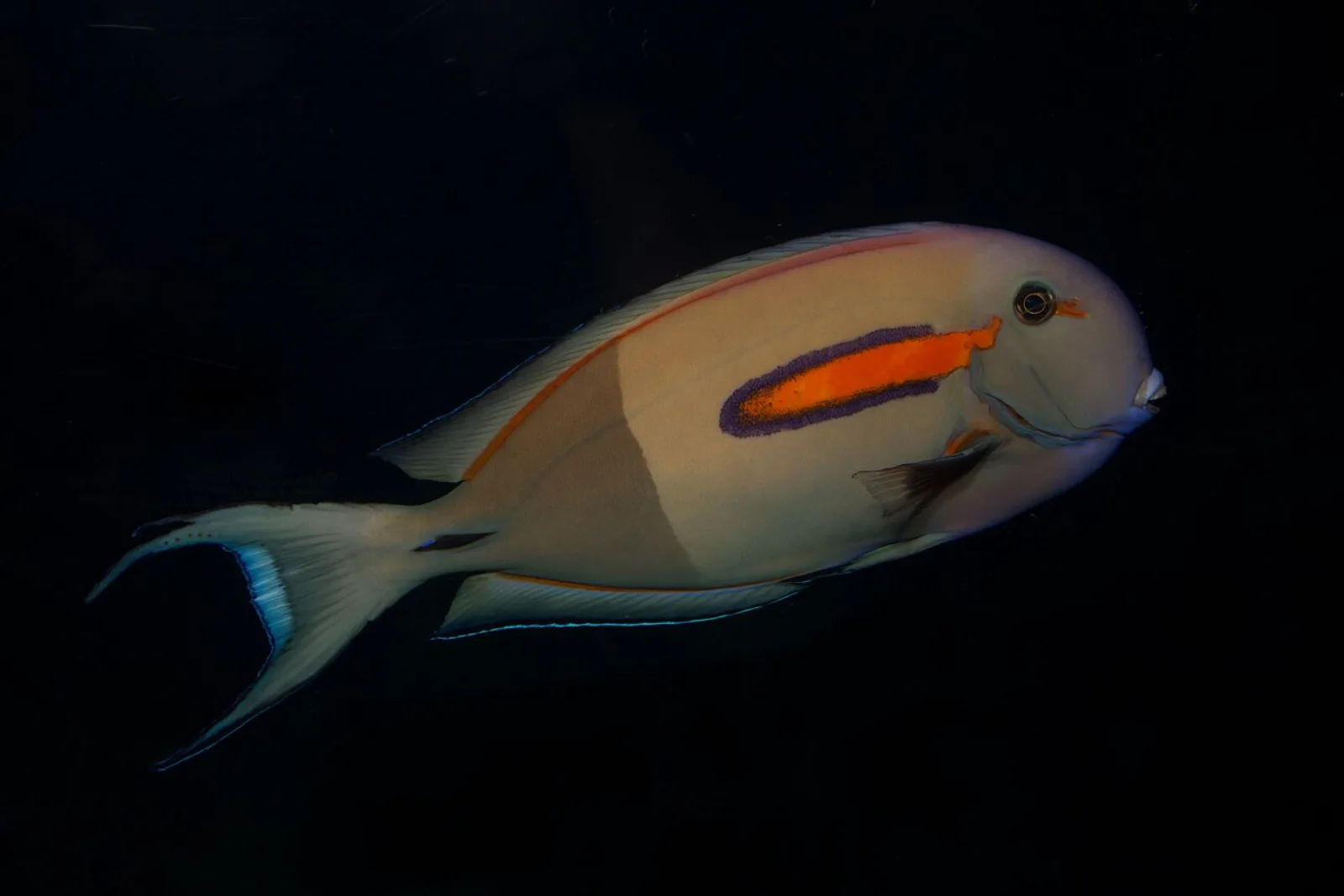 Orange shoulder tang