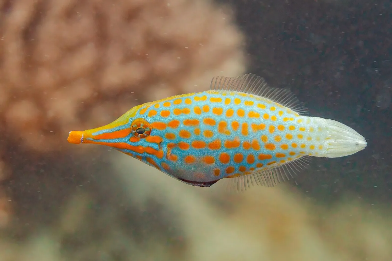 Orange spotted filefish