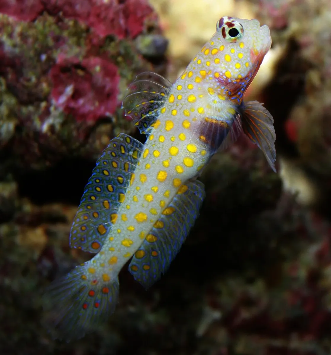 Orange spotted goby