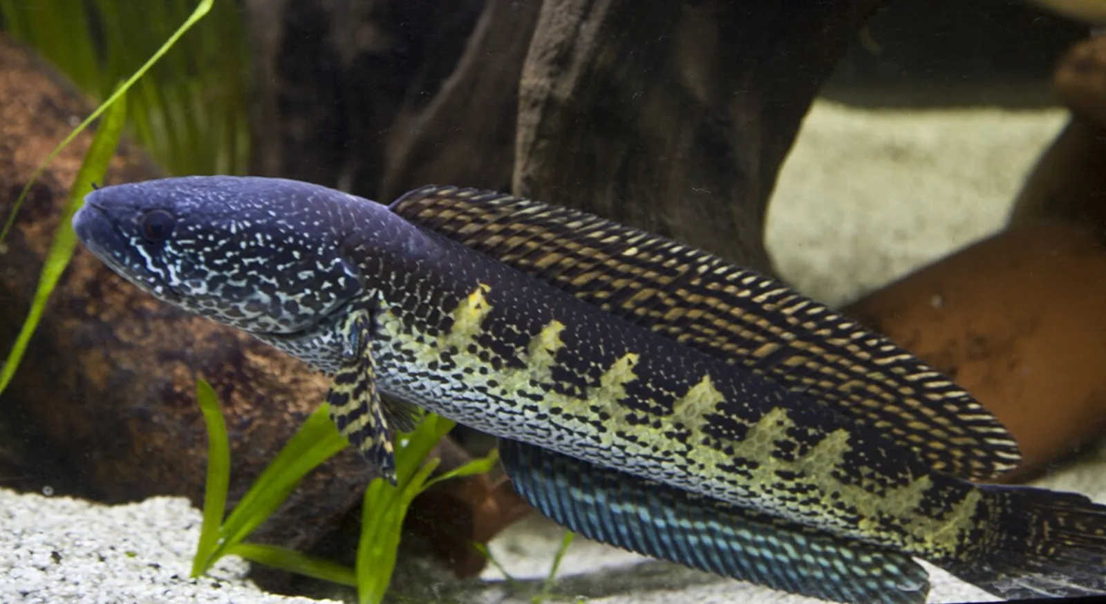 Orange-spotted snakehead