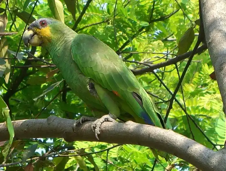 Orange-winged amazon