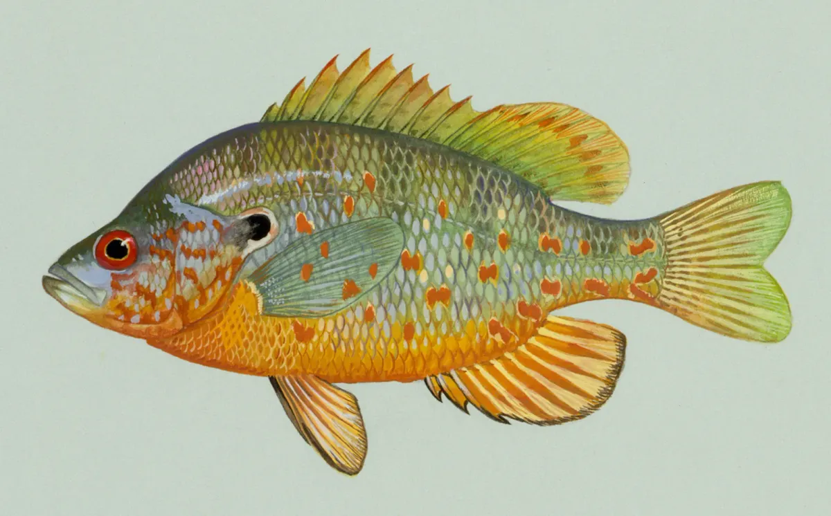 Orangespotted sunfish