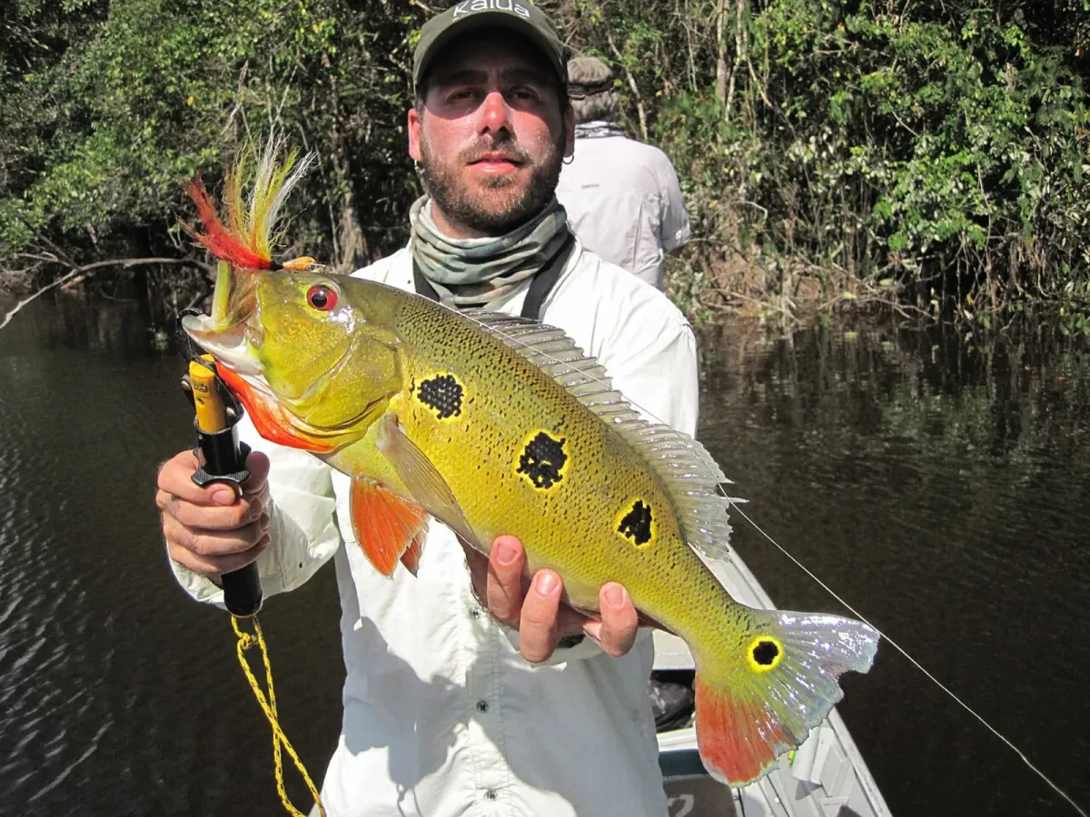 Orinoco peacock bass