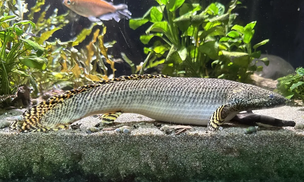 Ornate bichir