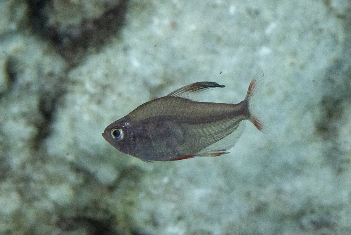 Ornate tetra