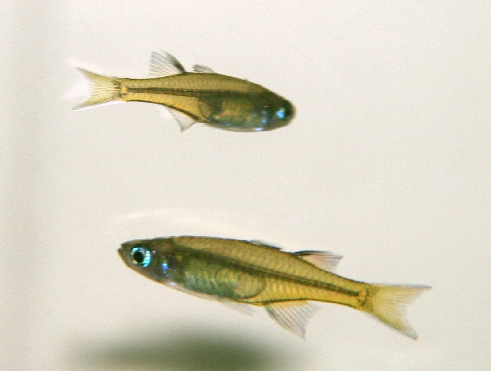 Pacific blue-eye