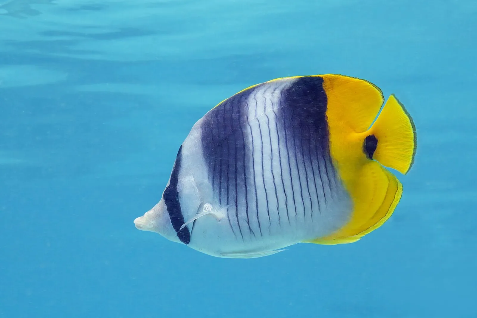 Pacific double saddle butterflyfish