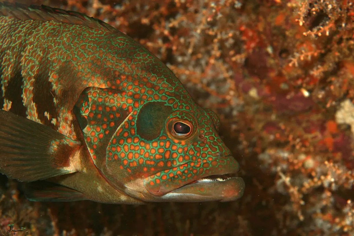Pacific graysby