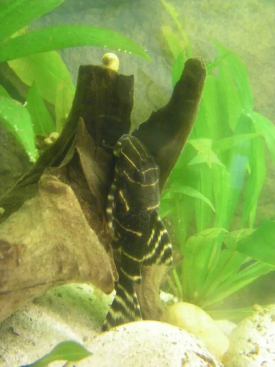 Panaqolus spp