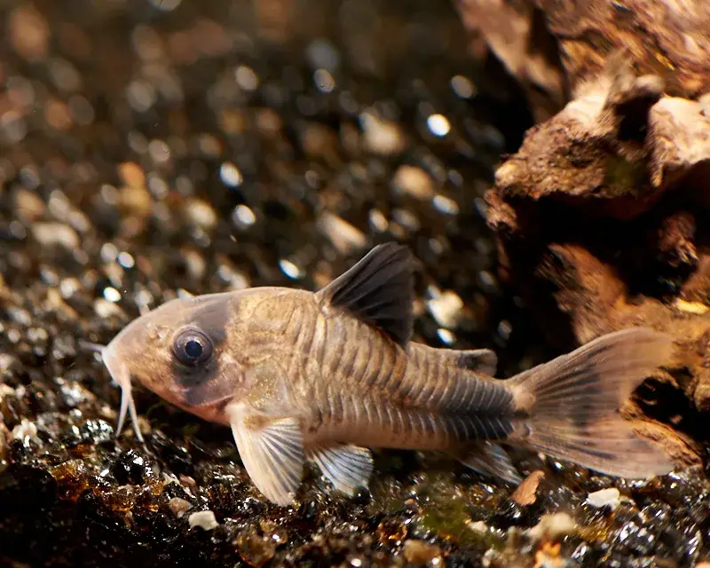 Panda corydoras