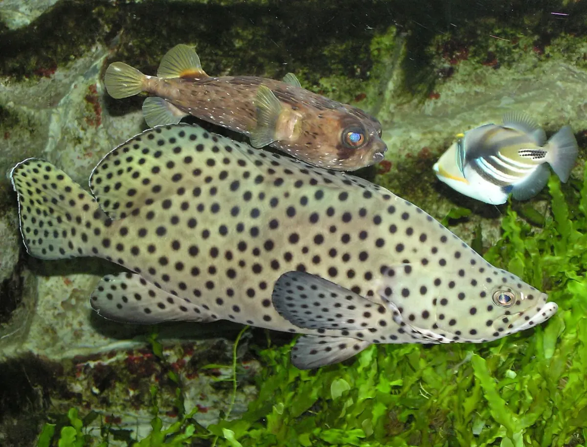 Panther grouper