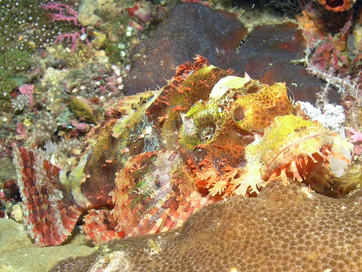 Papuan scorpionfish