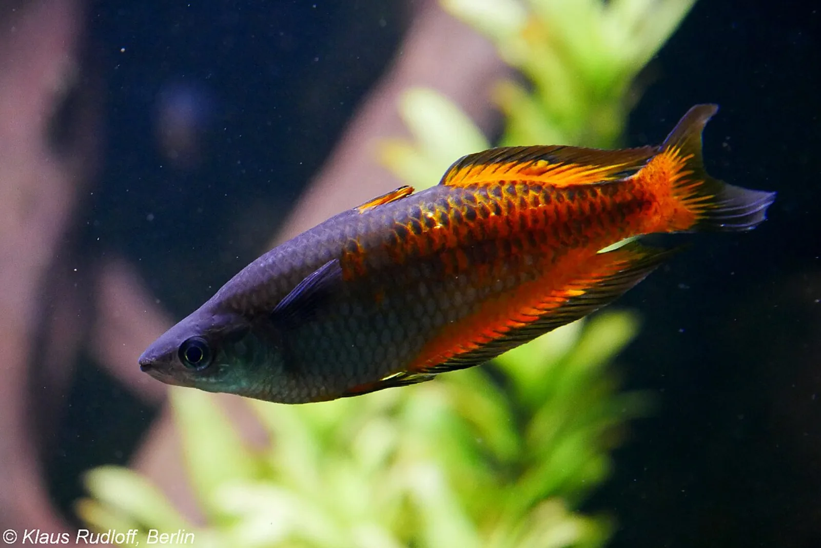 Parkinson's rainbowfish