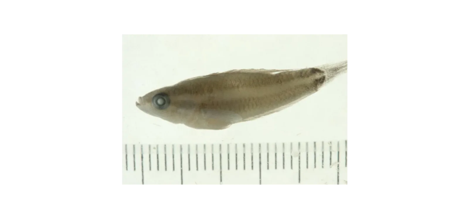 Parosphromenus opallios