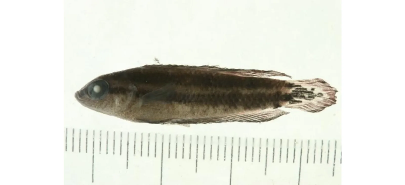 Parosphromenus quindecim