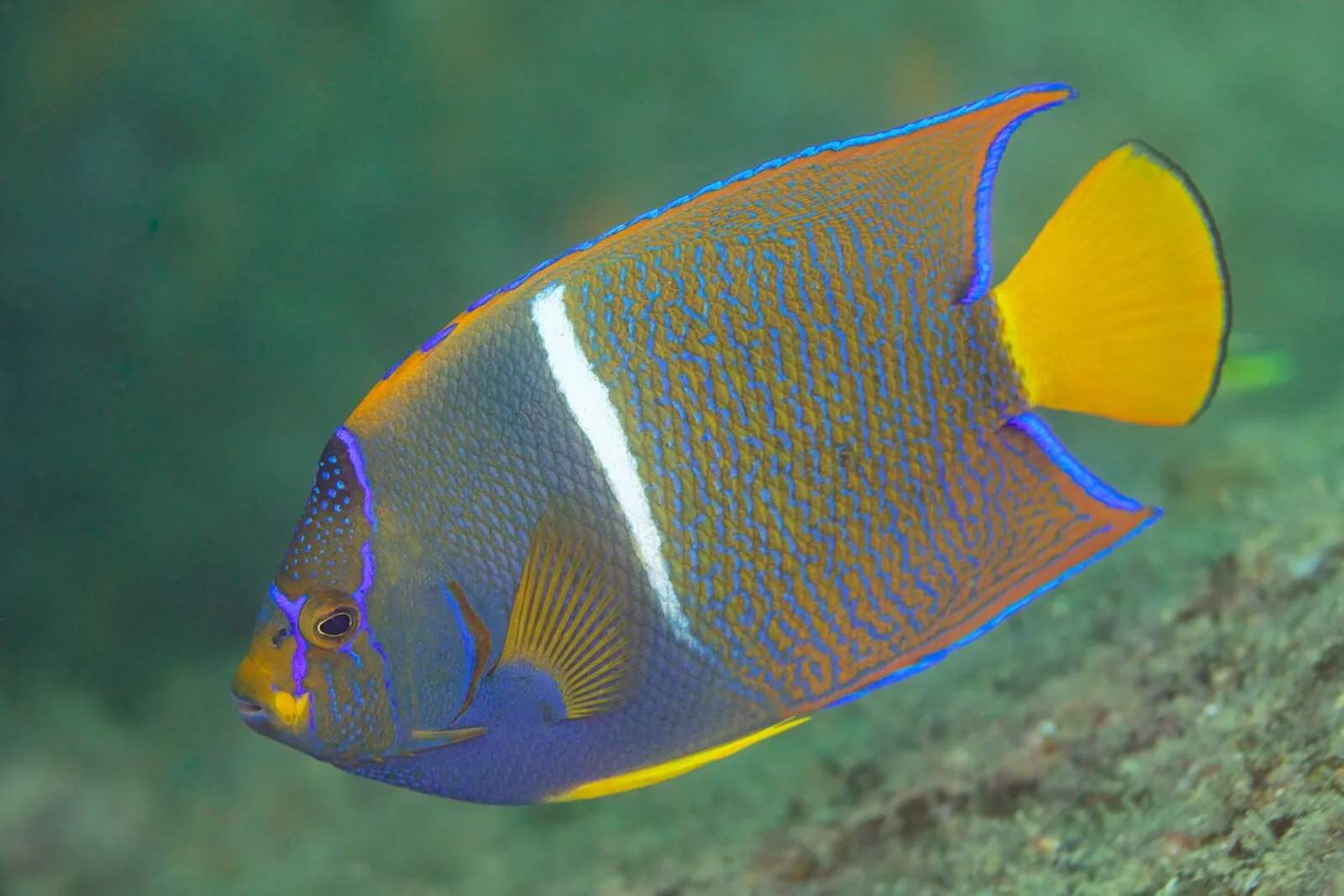 Passer angelfish