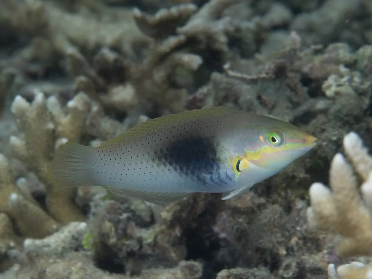 Pastel-green wrasse