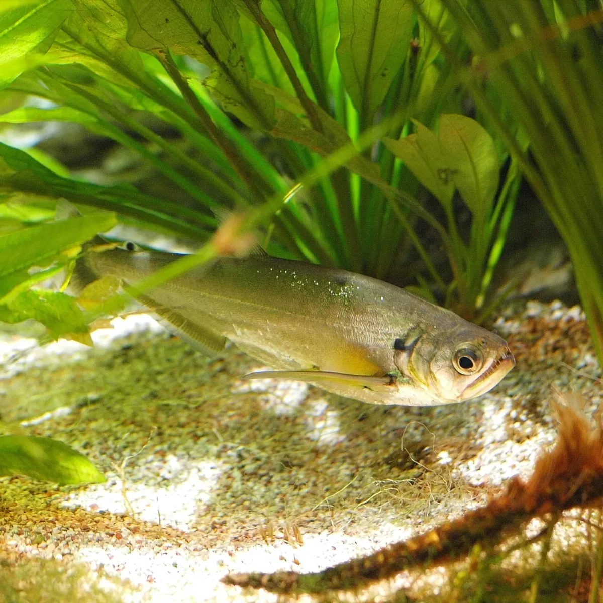 Payara