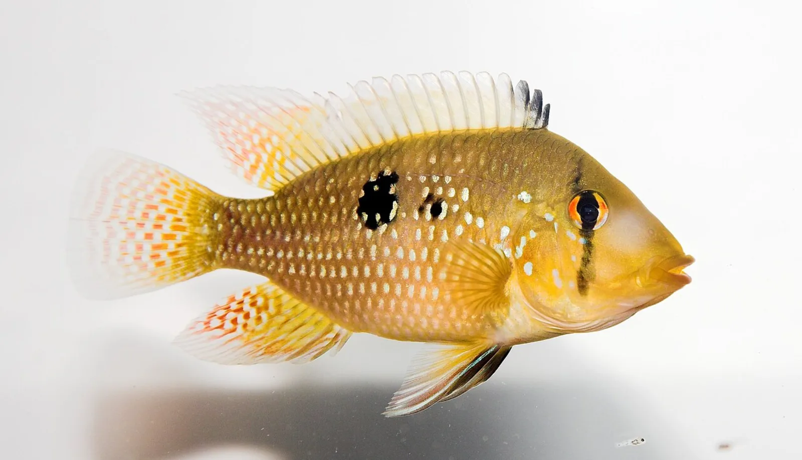 Pearl cichlid