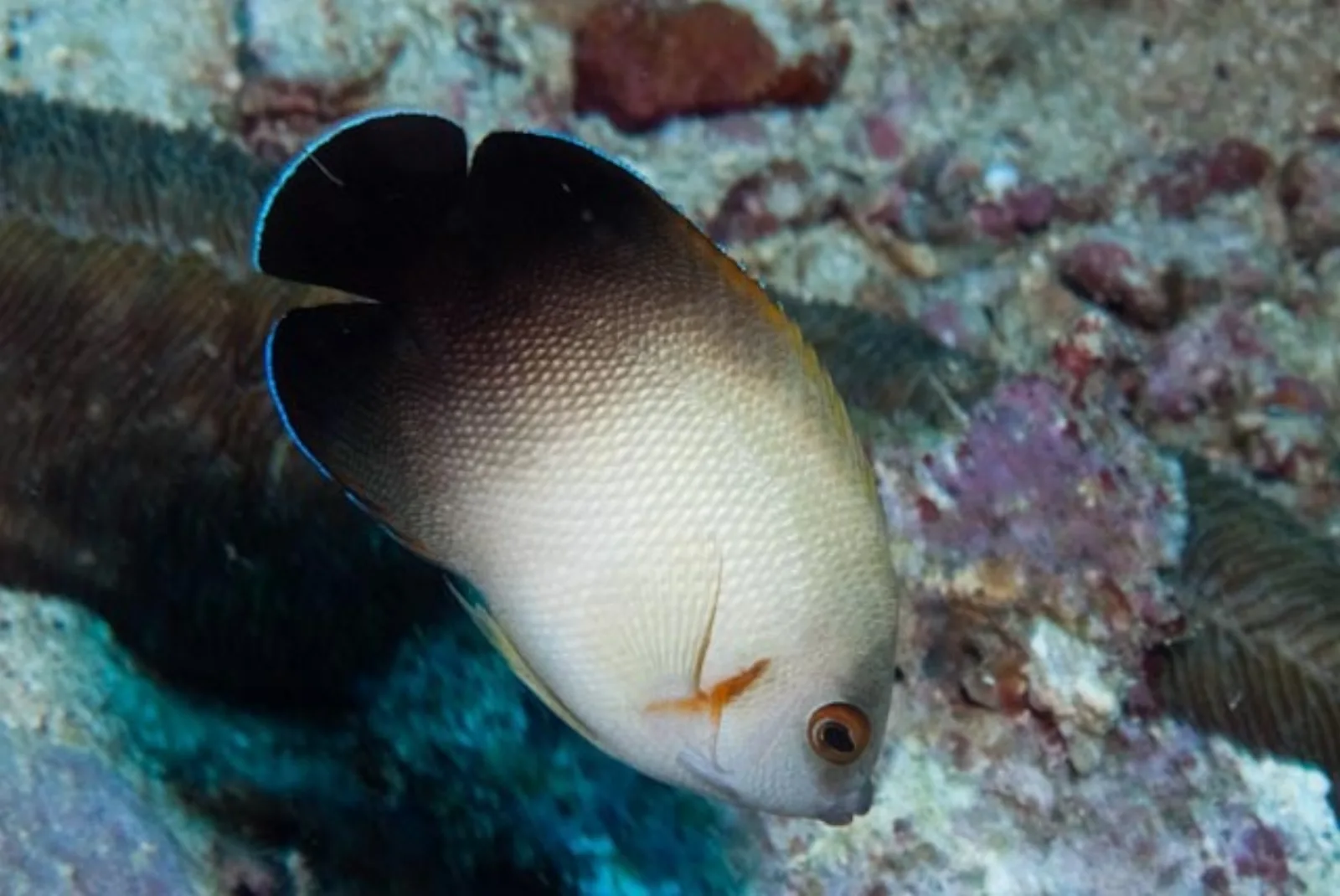 Pearlscale angelfish