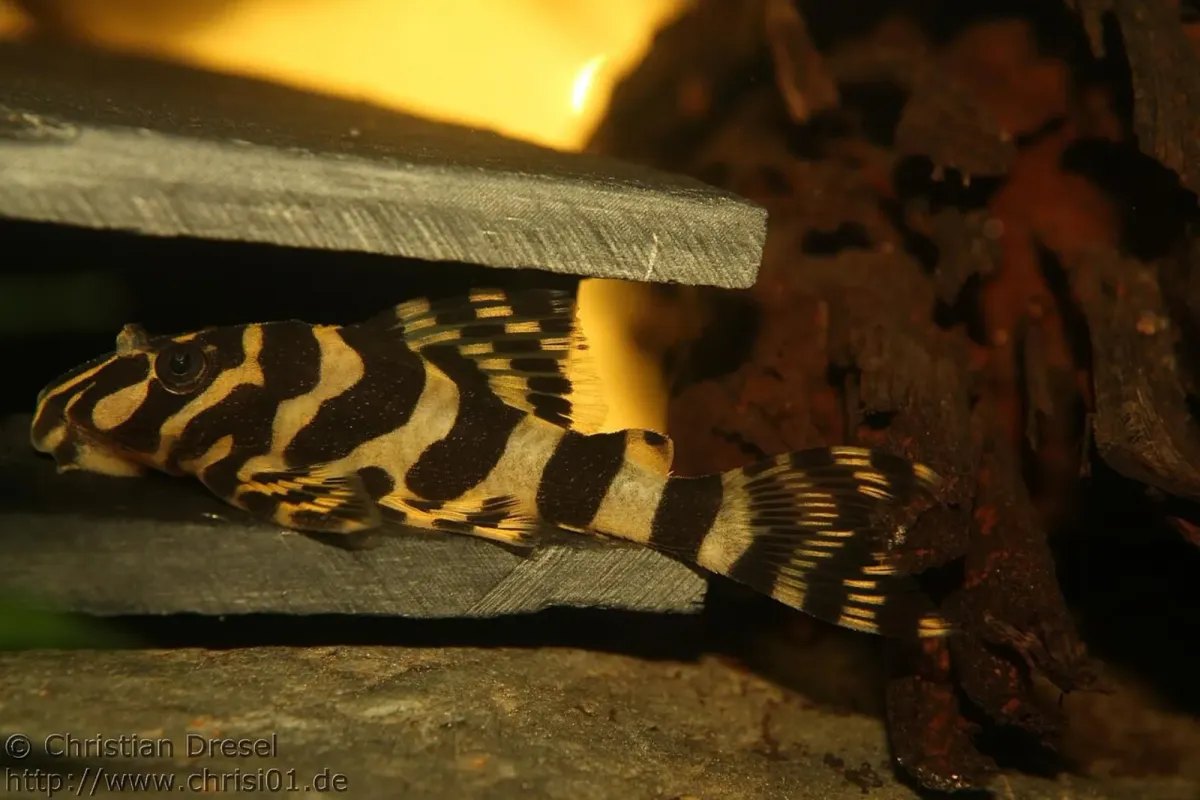 Peckoltia spp
