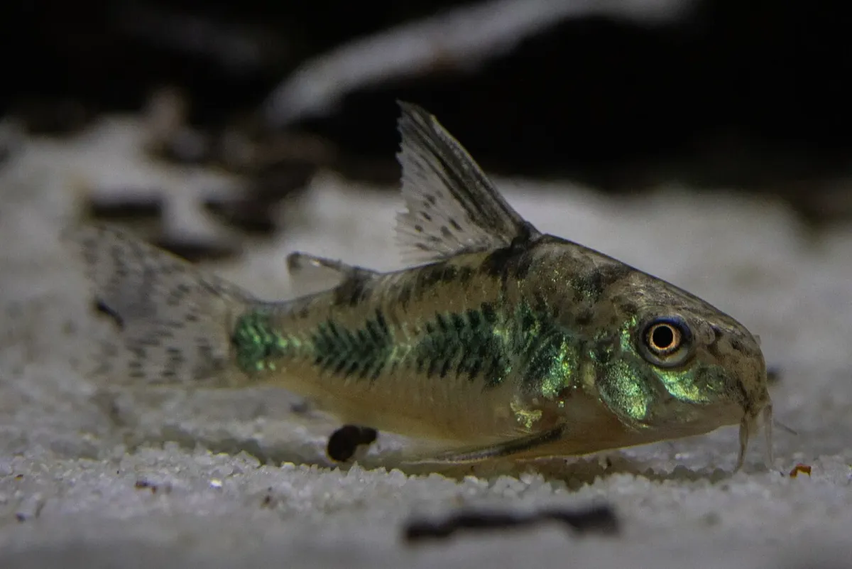 Peppered corydoras