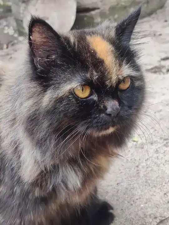 Persian