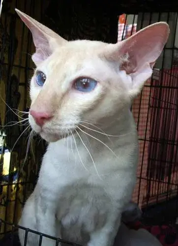 Peterbald