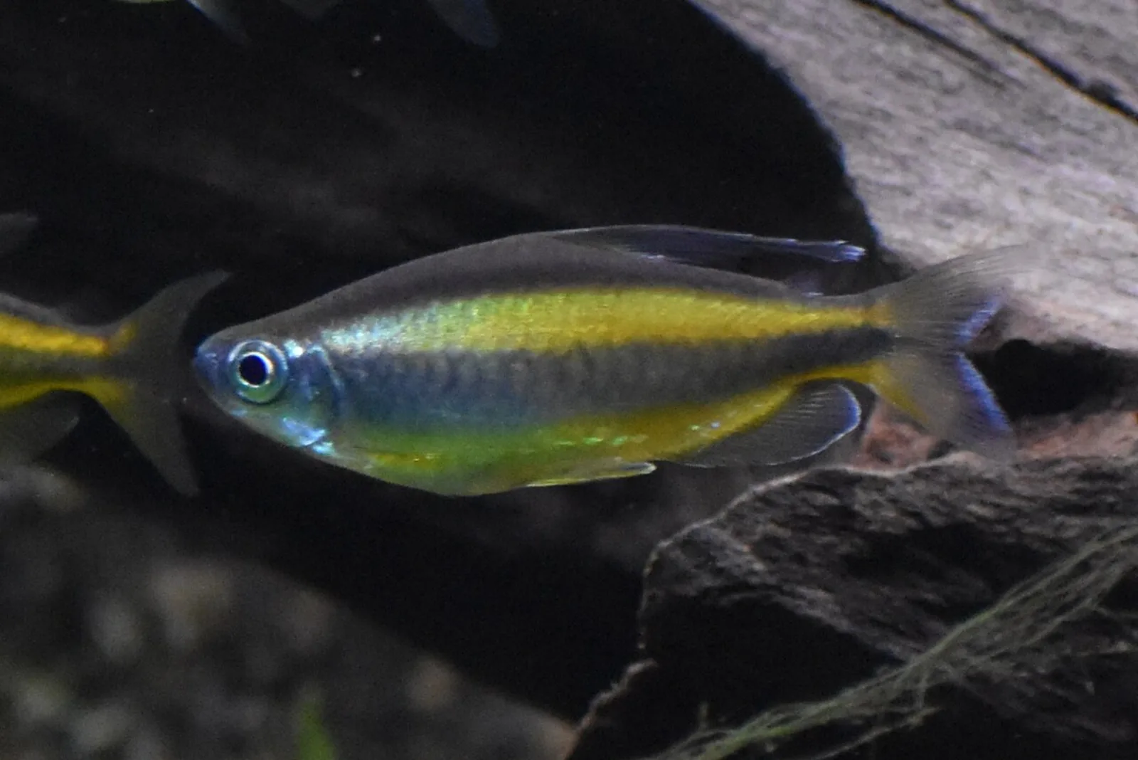 Phenacogrammus aurantiacus
