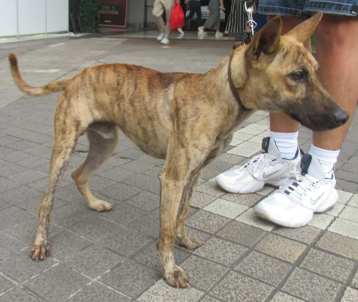 Philippine forest dog