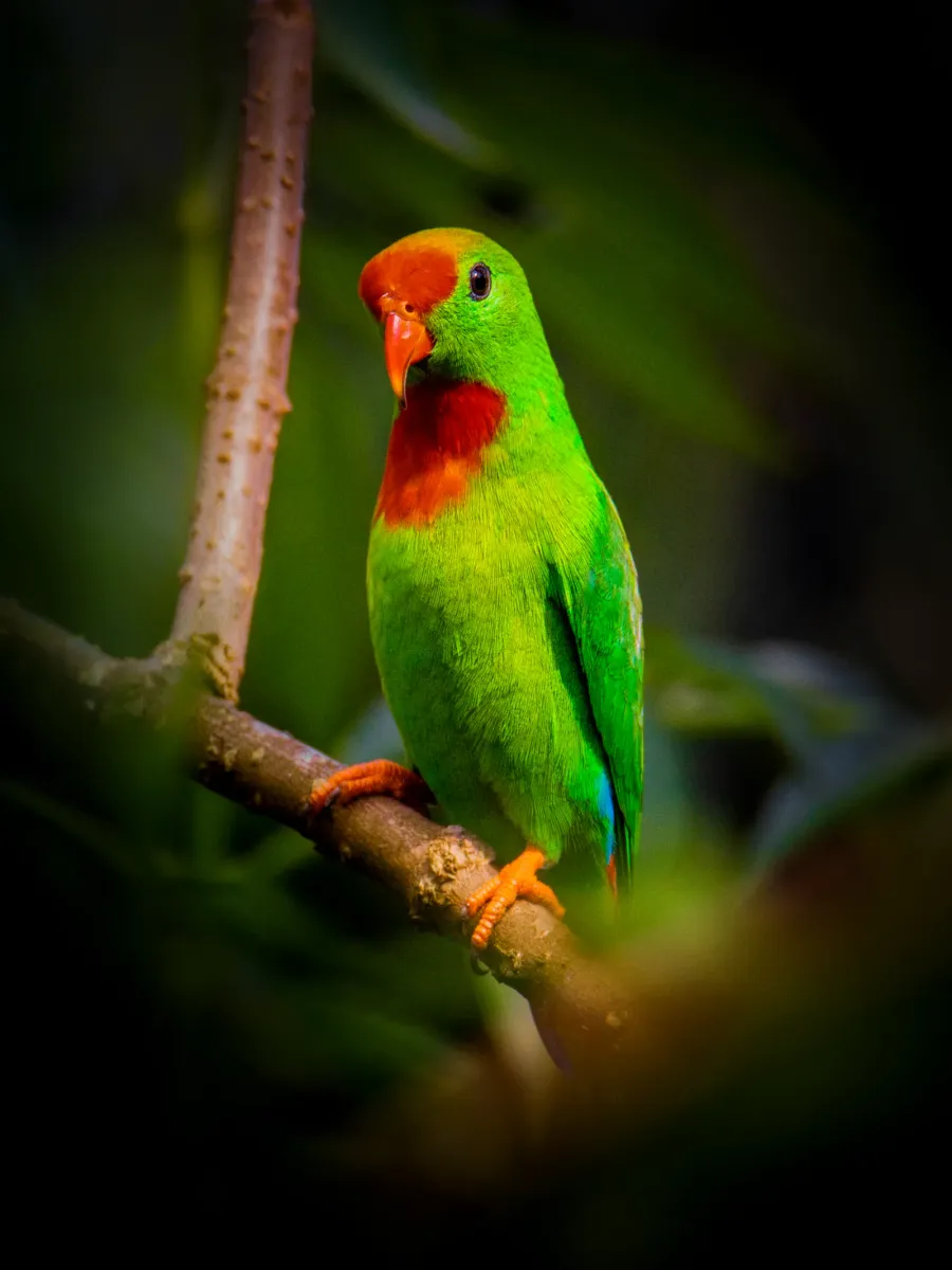 Philippine hanging parrot