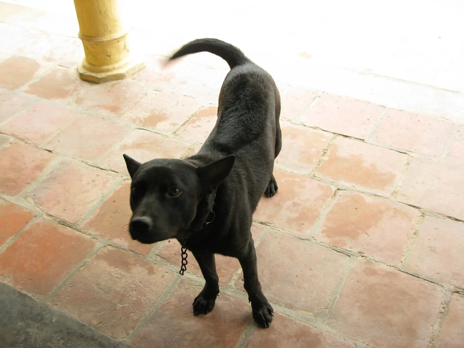 Phu Quoc Ridgeback