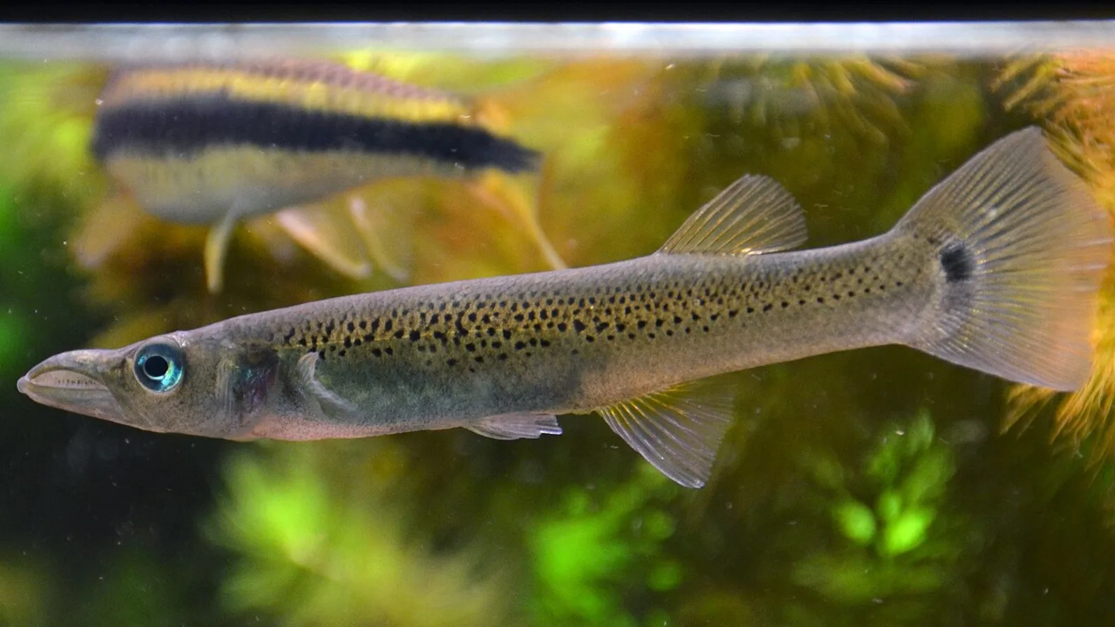 Pike topminnow