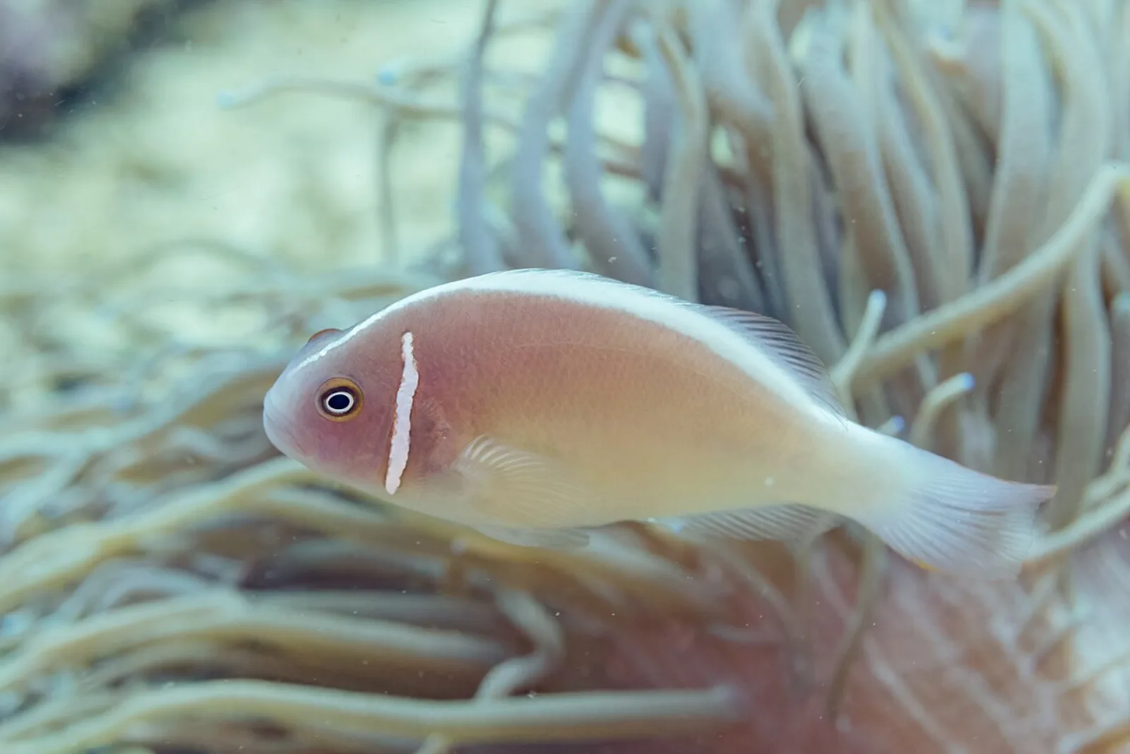 Pink skunk anemonefish