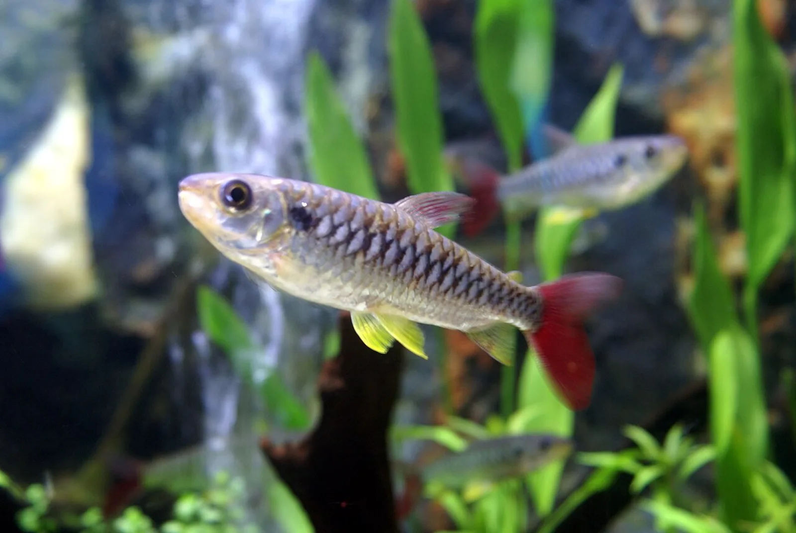 Pink-tail chalceus