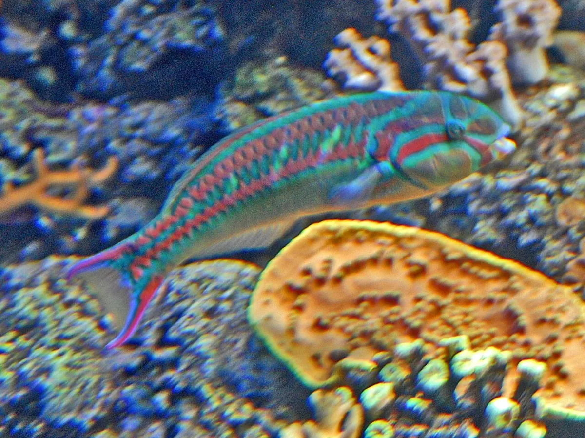 Pinkface wrasse