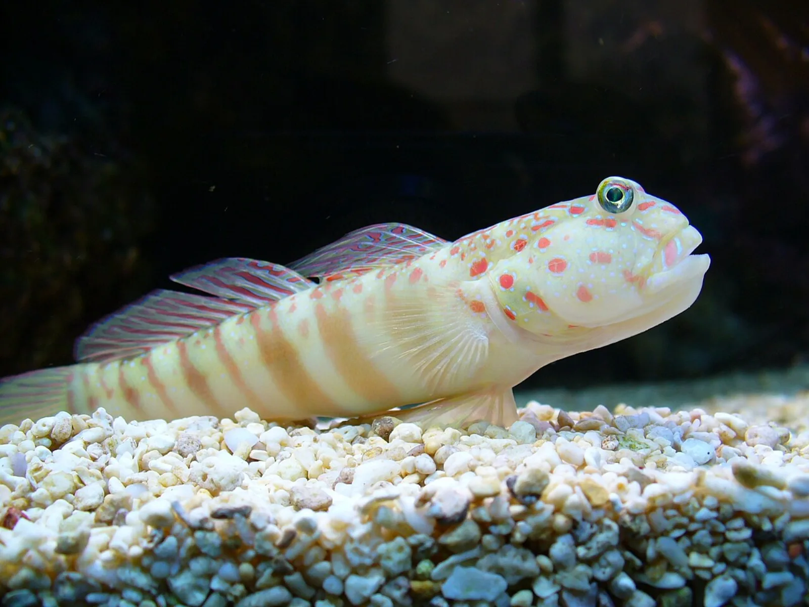 Pinkspotted shrimp goby