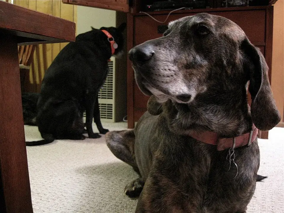 Plott Hound