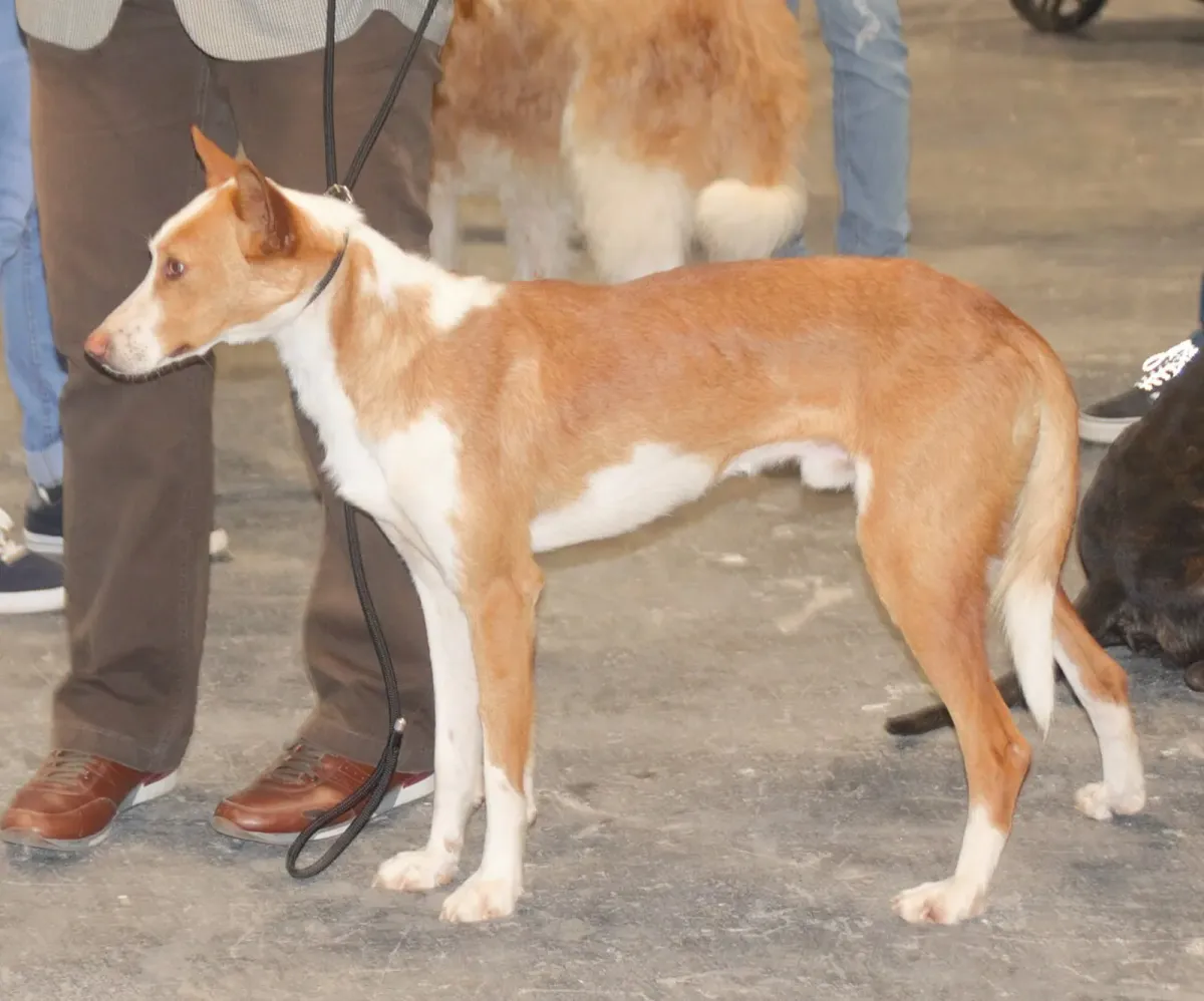Podenco Valenciano