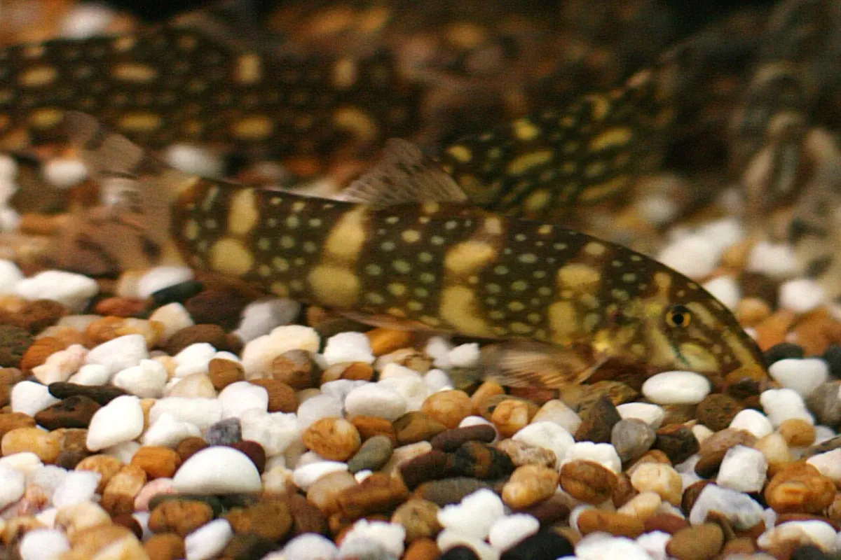 Polka-Dot Loach