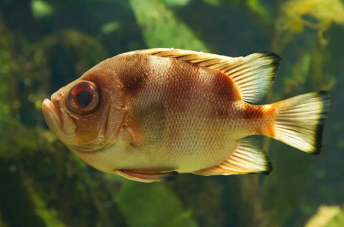 Popeye catalufa soldierfish