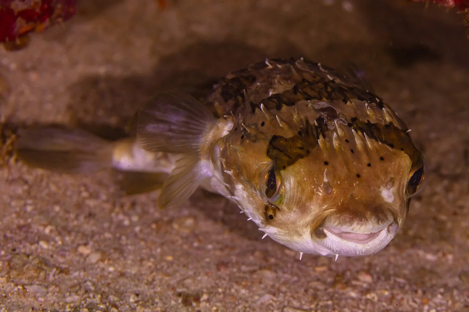 Porcupine pufferfish