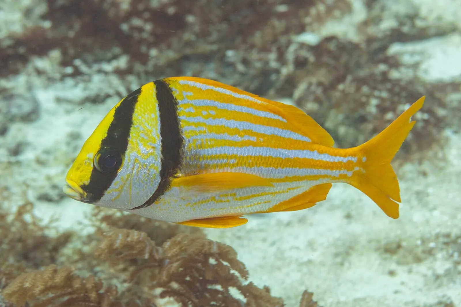 Porkfish