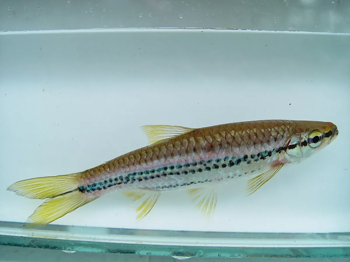 Porthole Rasbora