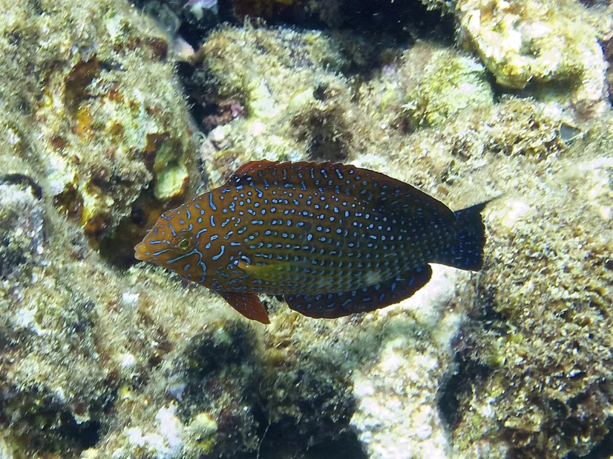 Potter's wrasse