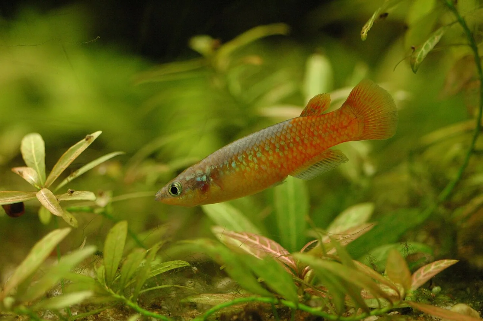 Powder-blue Panchax
