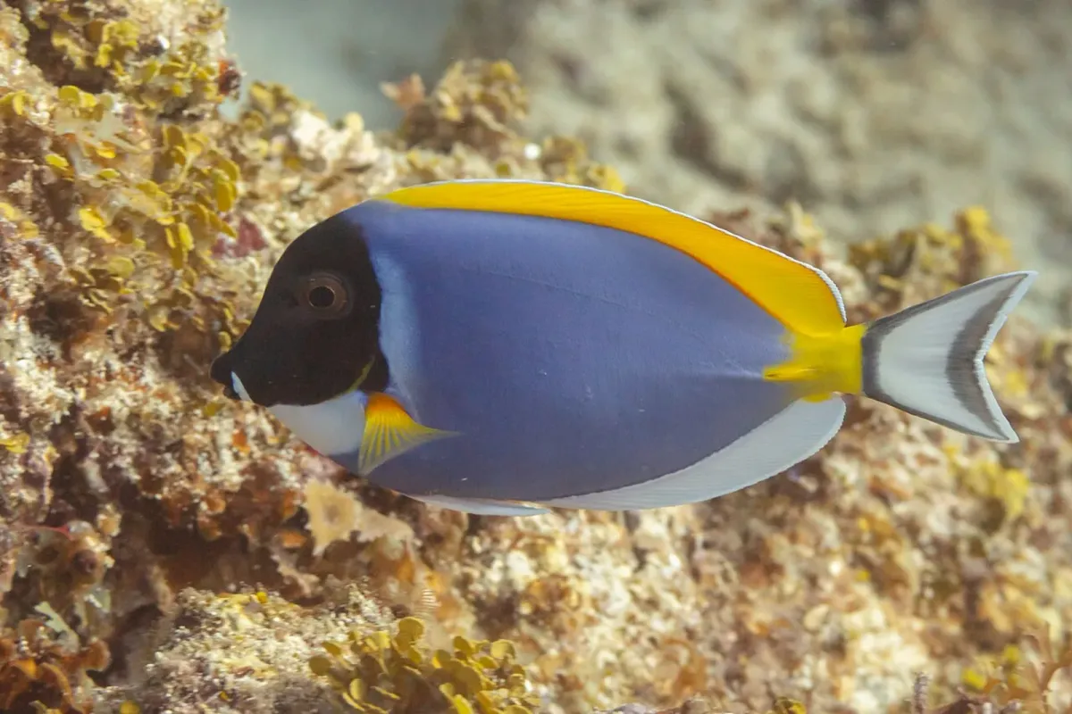 Powder blue tang