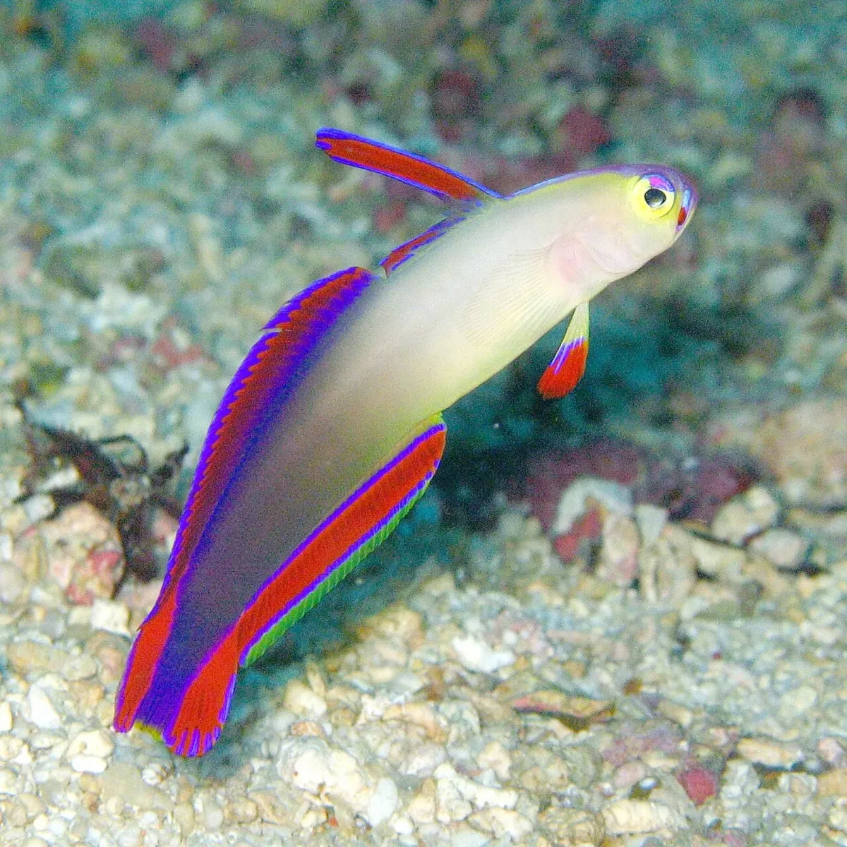 Purple fire fish