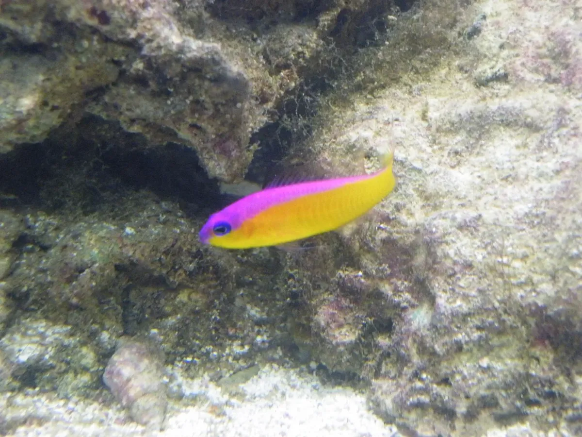 Purple stripe pseudochromis